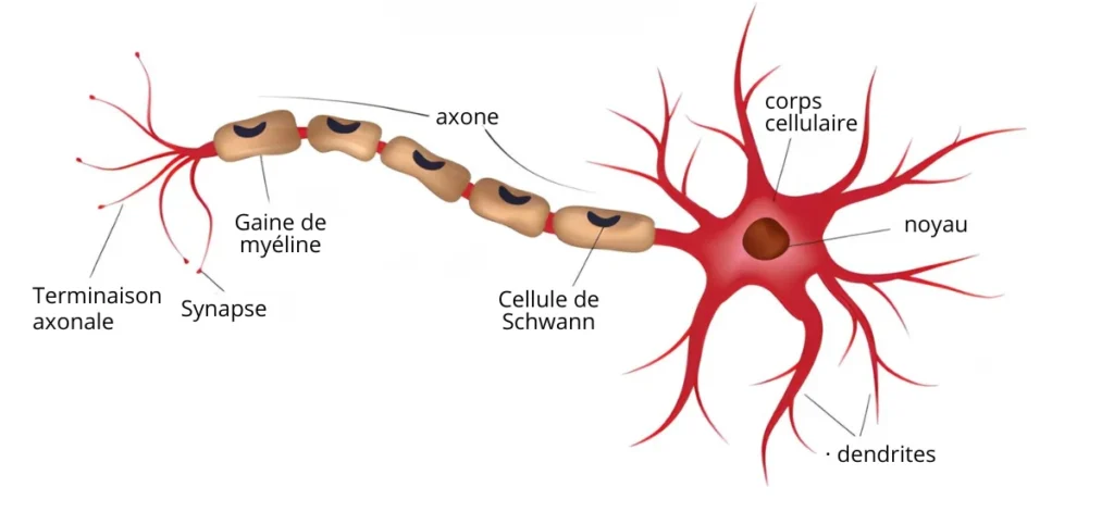 Structure d’un neurone avec axone, dendrites, gaine de myéline et synapse