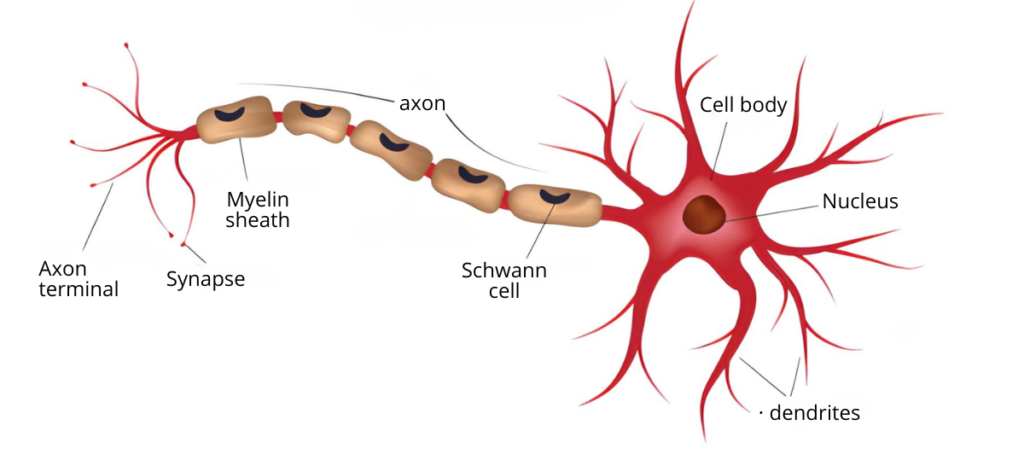 Diagram showing the structure of a human neuron with dendrites, cell body, nucleus, axon, myelin sheath, synapse, and axon terminal.