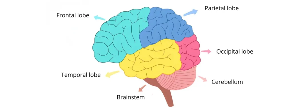 Diagram of the human brain showing the frontal lobe, parietal lobe, temporal lobe, occipital lobe, cerebellum, and brainstem.