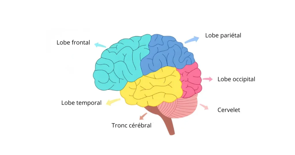 Schéma des lobes du cerveau humain montrant les lobes frontal, pariétal, temporal et occipital